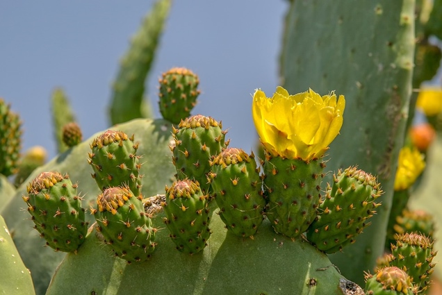 Opuntia humifusa, un cactus con flores bonitas y coloridas