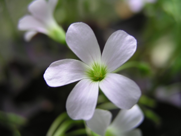 Como cuidar y propagar la Oxalis