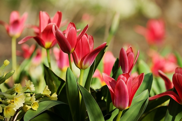 doble Corrección silbar Plantación y cuidados de las plantas bulbosas de primavera