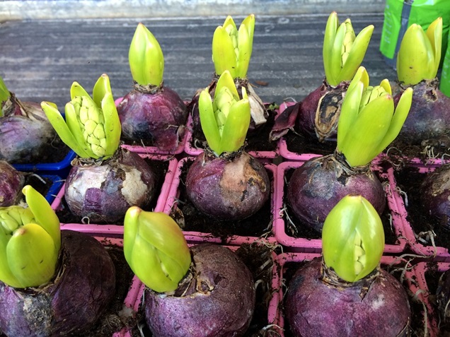 doble Corrección silbar Plantación y cuidados de las plantas bulbosas de primavera