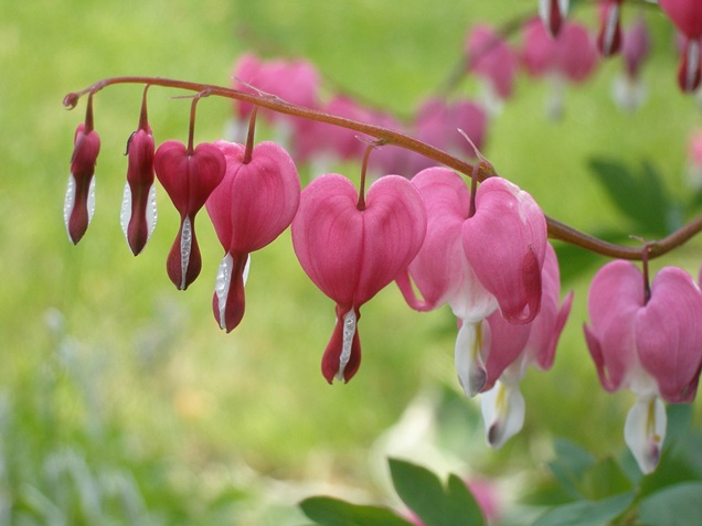 Plantas bulbosas de otoño e