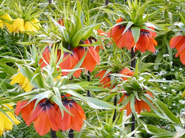 Plantas de primavera