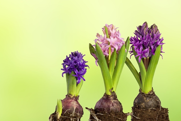 Plantas bulbosas de primavera