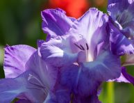 imagen Plantas bulbosas de verano