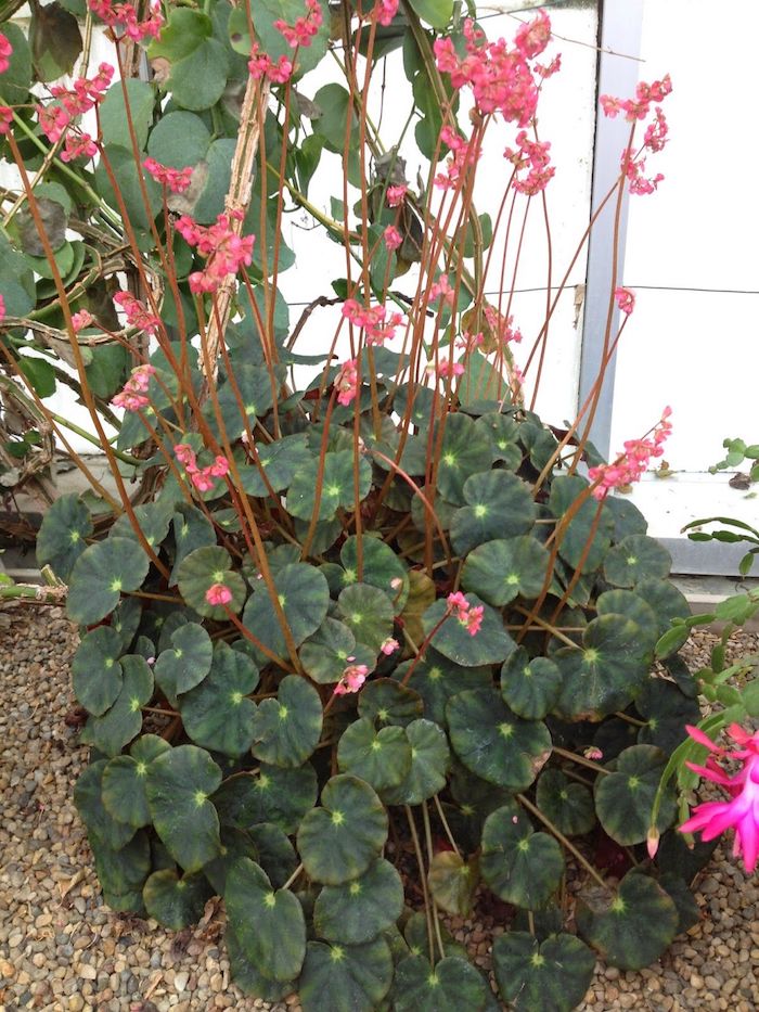 Guía para el cultivo de begonias según la ubicación en casa