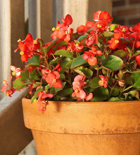 Guía para el cultivo de begonias según la ubicación en casa