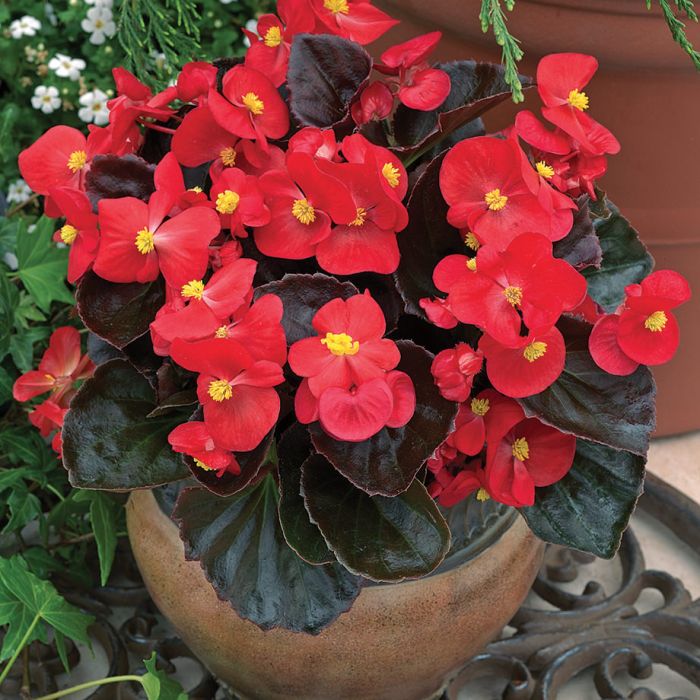 Begonias | Guía de Jardinería