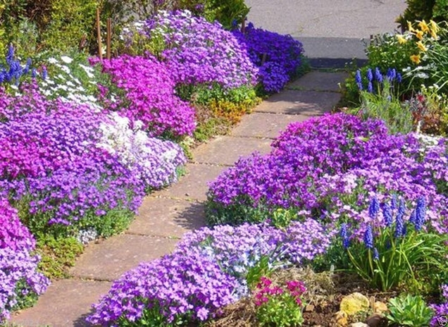 Cuidados básicos de la aubrietia 2