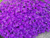 imagen Cuidados básicos de la Aubrietia