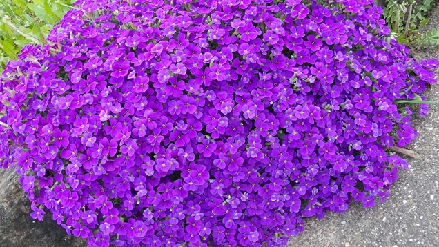 Cuidados básicos de la aubrietia 1