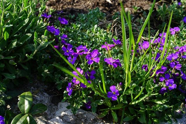 Cuidados básicos de la aubrietia 4