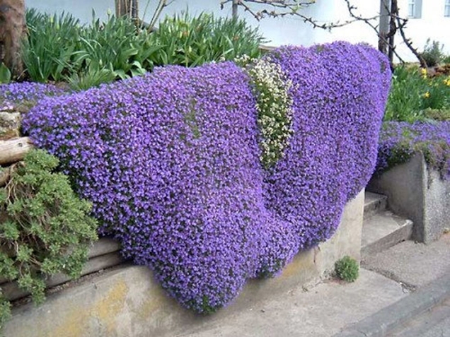 Cuidados básicos de la aubrietia 3