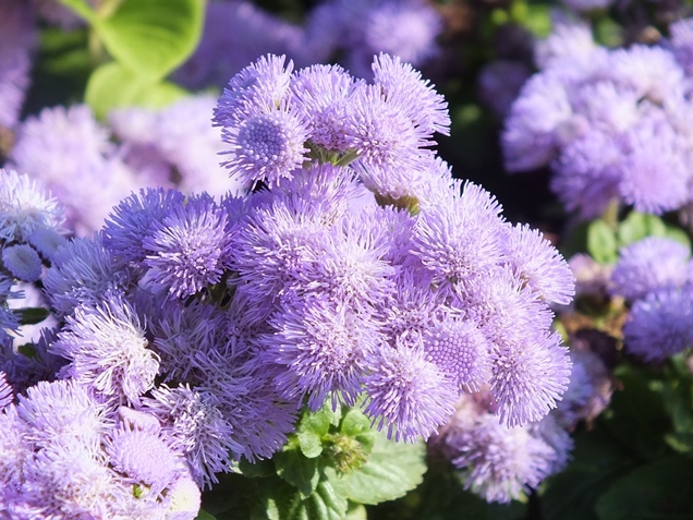 Ageratum o Damasquino sus cuidados 3