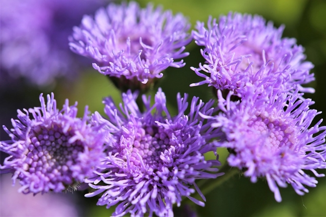 Ageratum o Damasquino sus cuidados 2