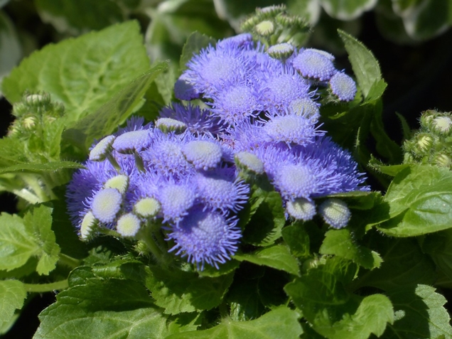 Ageratum o Damasquino sus cuidados 1