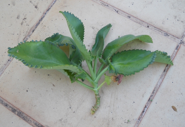 florecimiento de las plantas 6