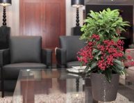 imagen La Ardisia
