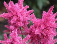 imagen Cuidados y propagación del Astilbe