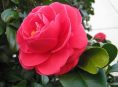 imagen ¿Cómo cuidar la Camelia?