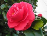 imagen ¿Cómo cuidar la Camelia?