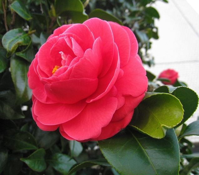 Camelias | Guía de Jardinería