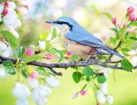 imagen Cómo atraer la fauna a tu jardín