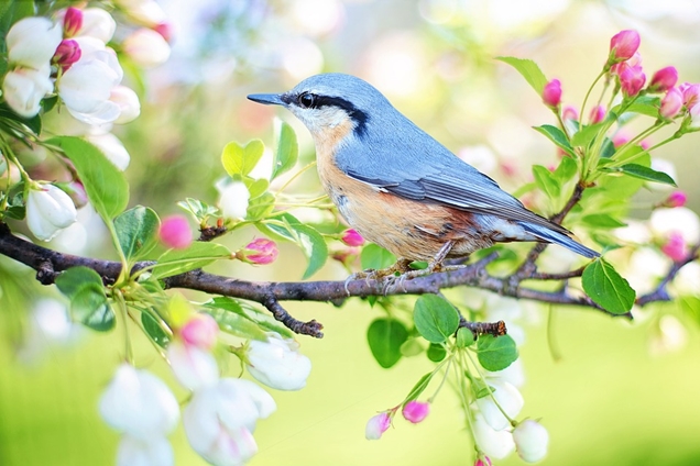 cómo atraer la fauna e insectos beneficiosos a tu jardín 1