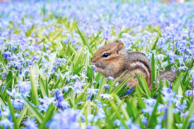 cómo atraer la fauna e insectos beneficiosos a tu jardín 3