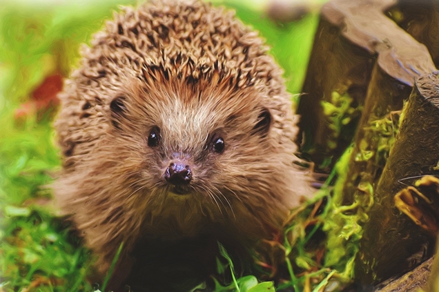 cómo atraer la fauna e insectos beneficiosos a tu jardín 2