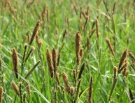 imagen Cuidado y reproducción de la Juncia, Carex o Paraguas
