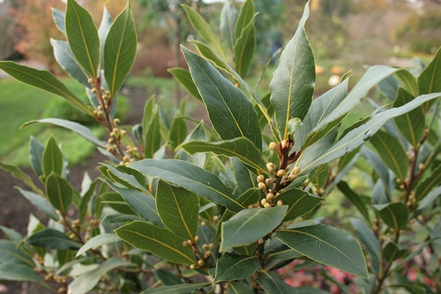 hierbas para la cocina que puedes cultivar en casa 5