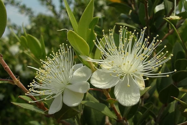 plantas aromáticas para tu jardín 6