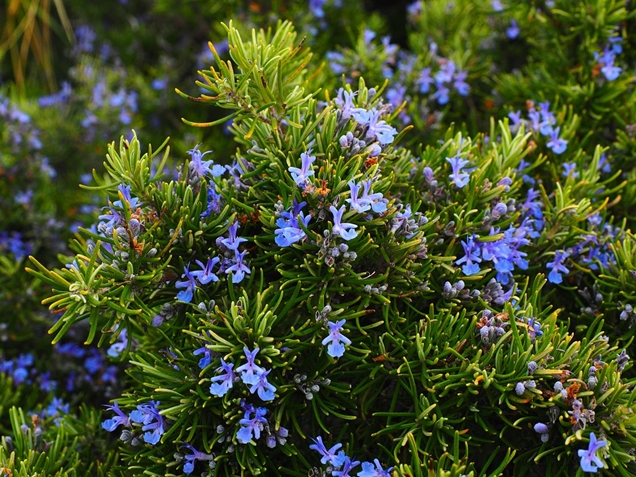 plantas aromáticas para tu jardín 7