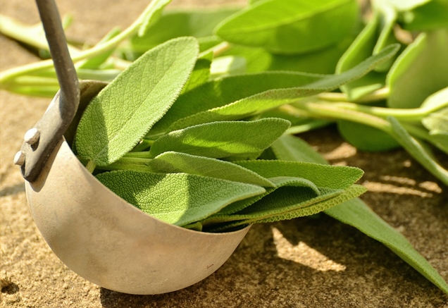 hierbas para la cocina que puedes cultivar en casa 8