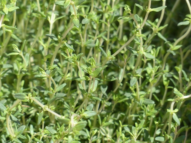 hierbas para la cocina que puedes cultivar en casa 6