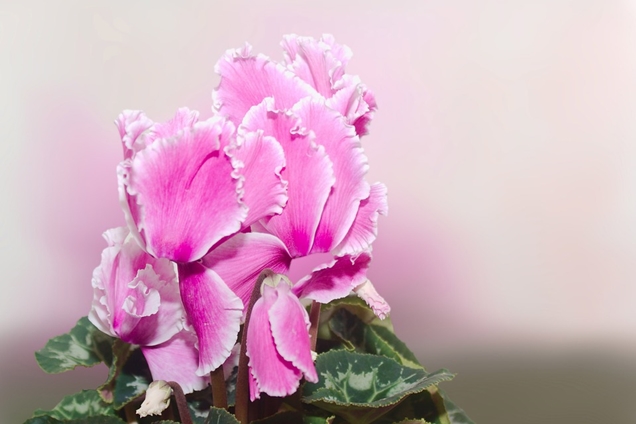 Cyclamen o Violeta de los Alpes