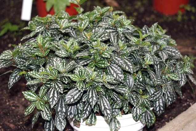 3 tipos de Begonia