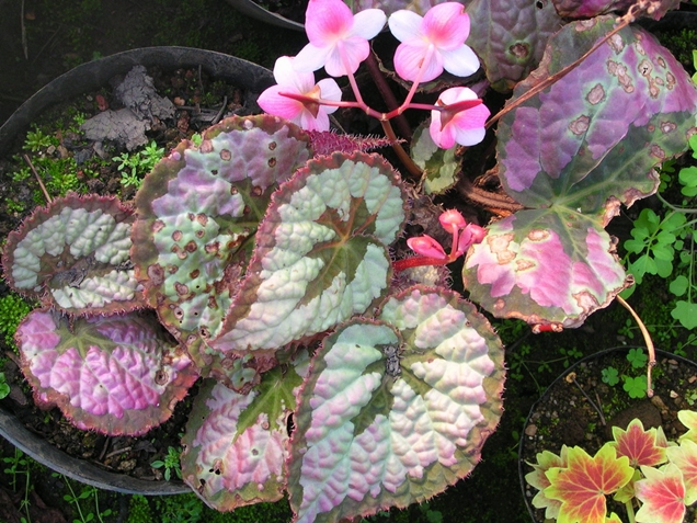 3 tipos de Begonia