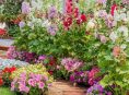 imagen Las mejores 15 flores anuales para tu jardín