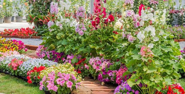 Las mejores 15 flores anuales para tu jardín