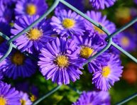 imagen Cómo cuidar el Aster o la Margarita de otoño