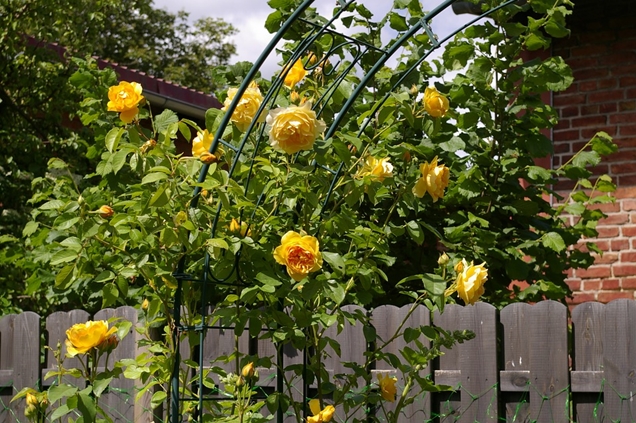 arco de flores para jardin