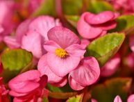 imagen Cuidados de la begonia o flor de azúcar