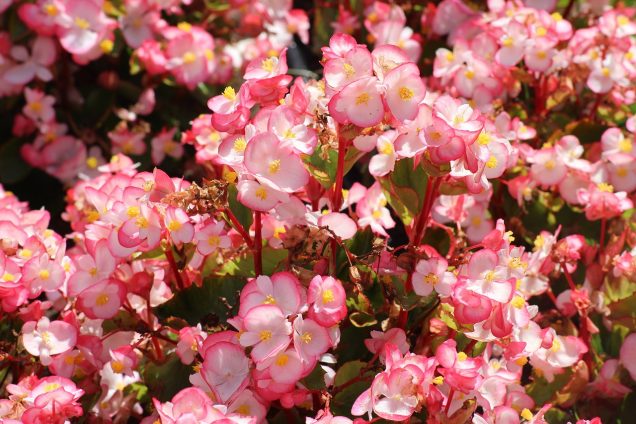 Cuidados de la begonia o flor de azúcar