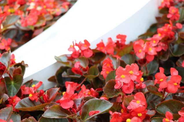 Cuidados de la begonia o flor de azúcar