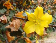 imagen Dale color a tu jardín con las flores de la Fremontia