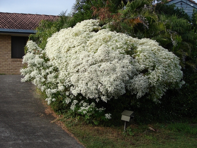 arboles que puedes plantar en tu jardin sin temor