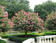 imagen 3 árboles que puedes plantar en tu jardín sin temor