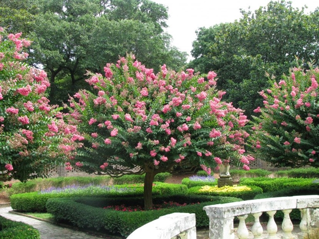 3 árboles que puedes plantar en tu jardín sin temor