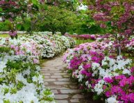imagen 5 plantas japonesas para un jardín zen